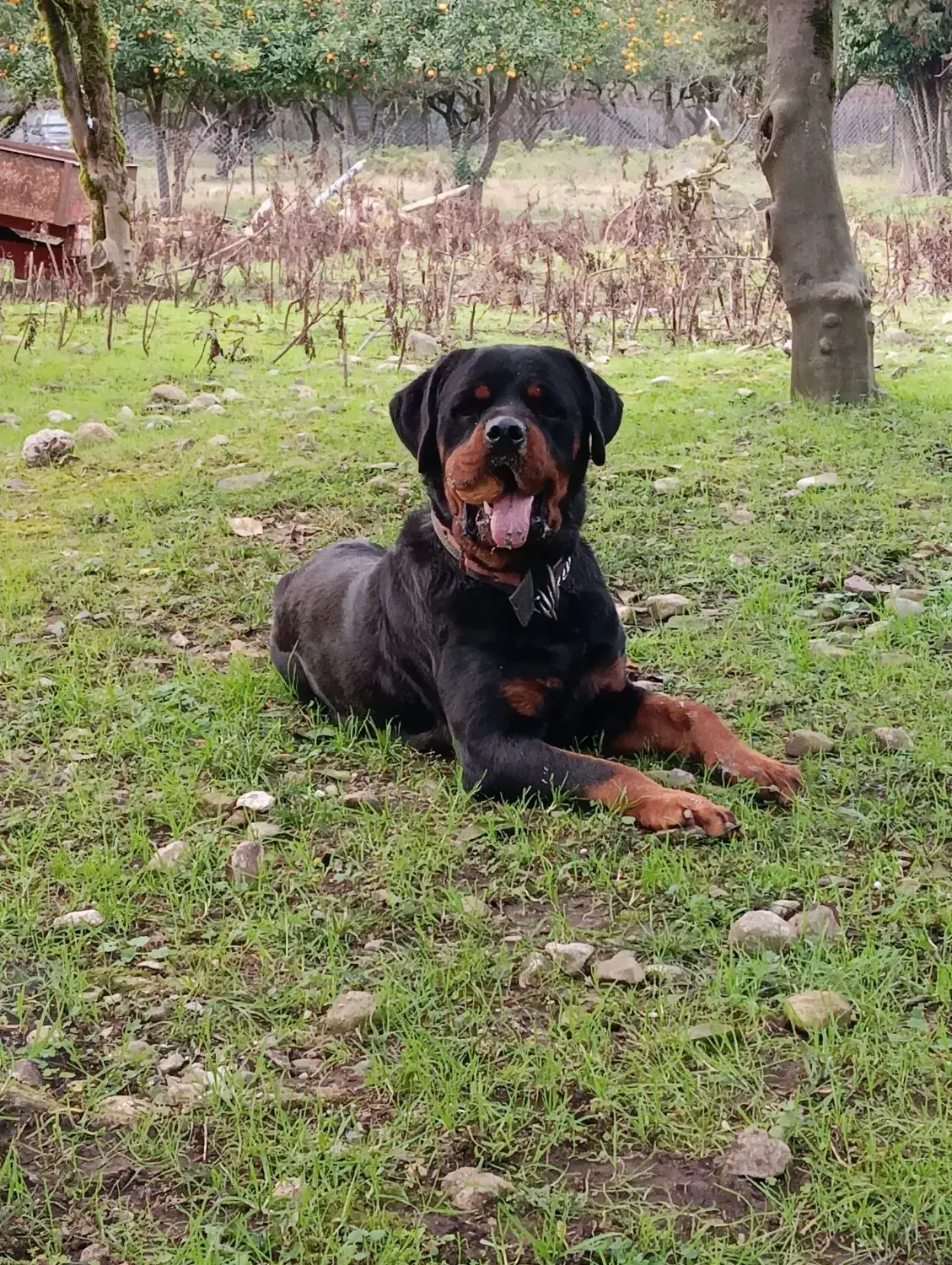 توله روتوایلر|سگ|چالوس, |دیوار