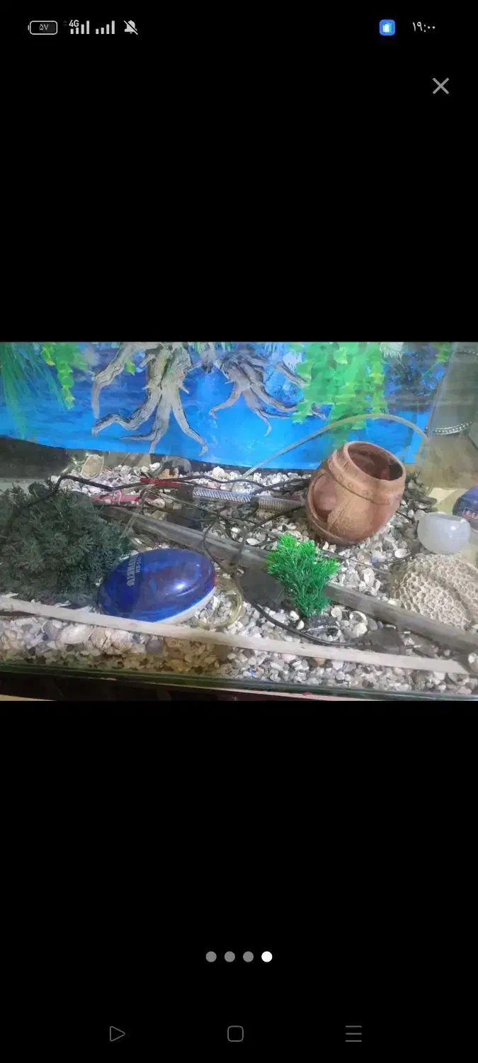 اکواریوم فروش فوری|ماهی|اهواز, شریعتی جنوبی|دیوار