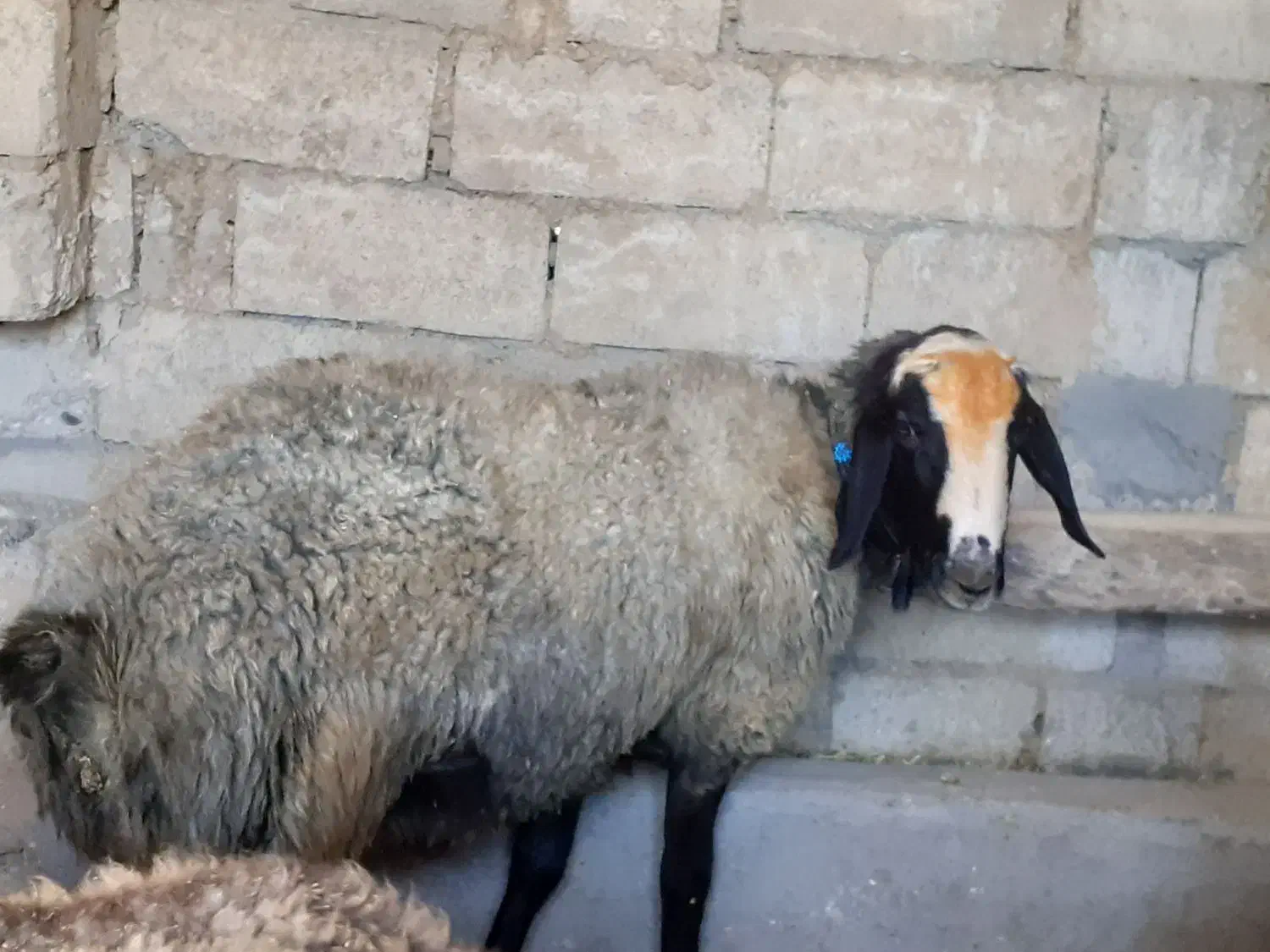 قوچ شال شیشک|حیوانات مزرعه|همدان, |دیوار