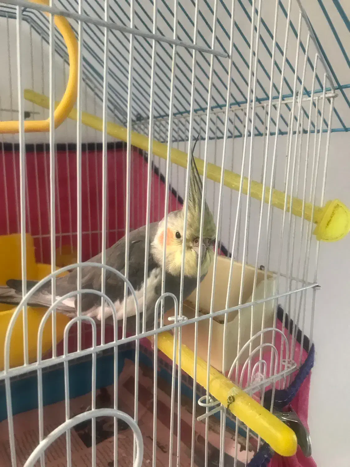 عروس هلندی|پرنده|رودسر, |دیوار