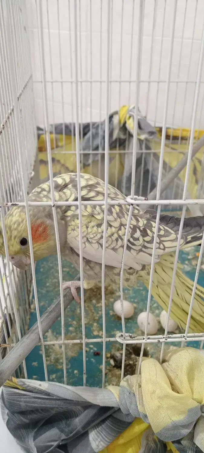 عروس هلندی|پرنده|سبزوار, جوادیه غربی|دیوار