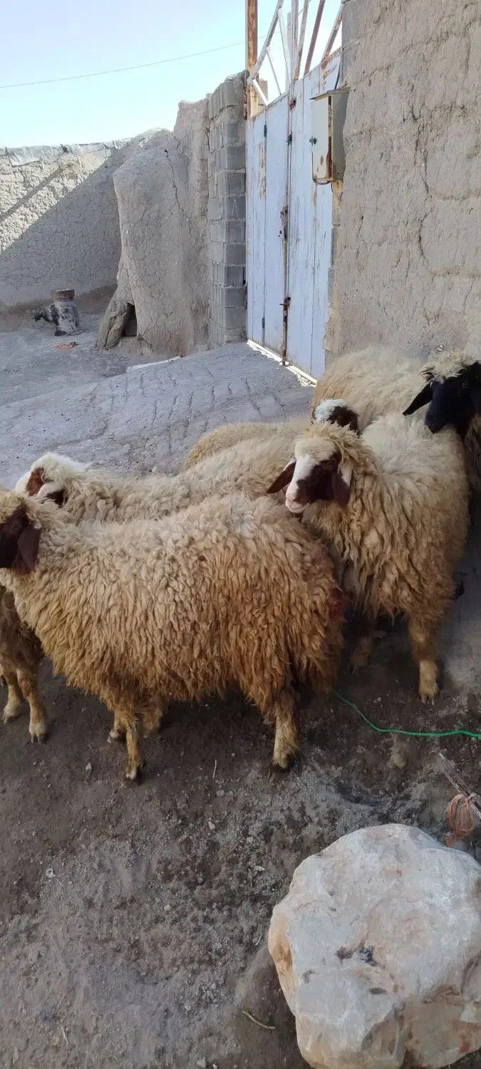 فروش ۷عدد بره ماده سنجابی|حیوانات مزرعه|کرمانشاه, |دیوار