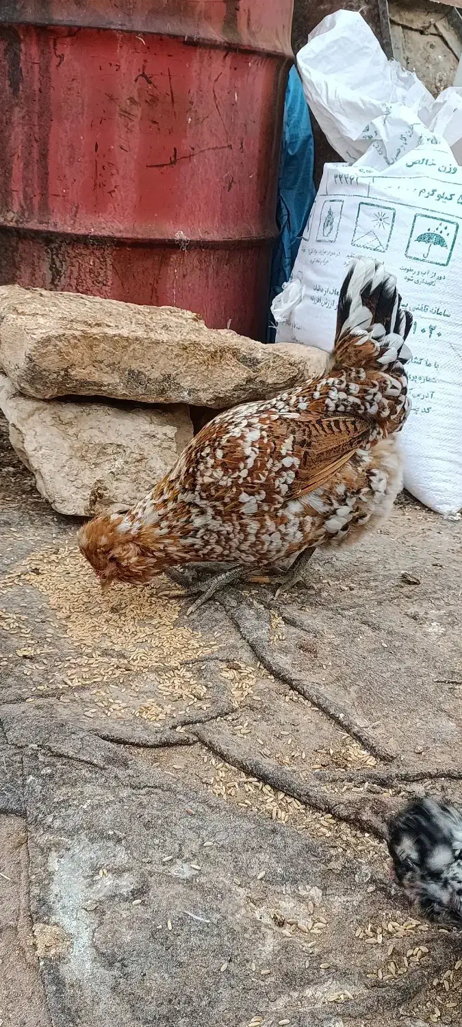 تخم مرغ گلین|حیوانات مزرعه|سمیرم, |دیوار