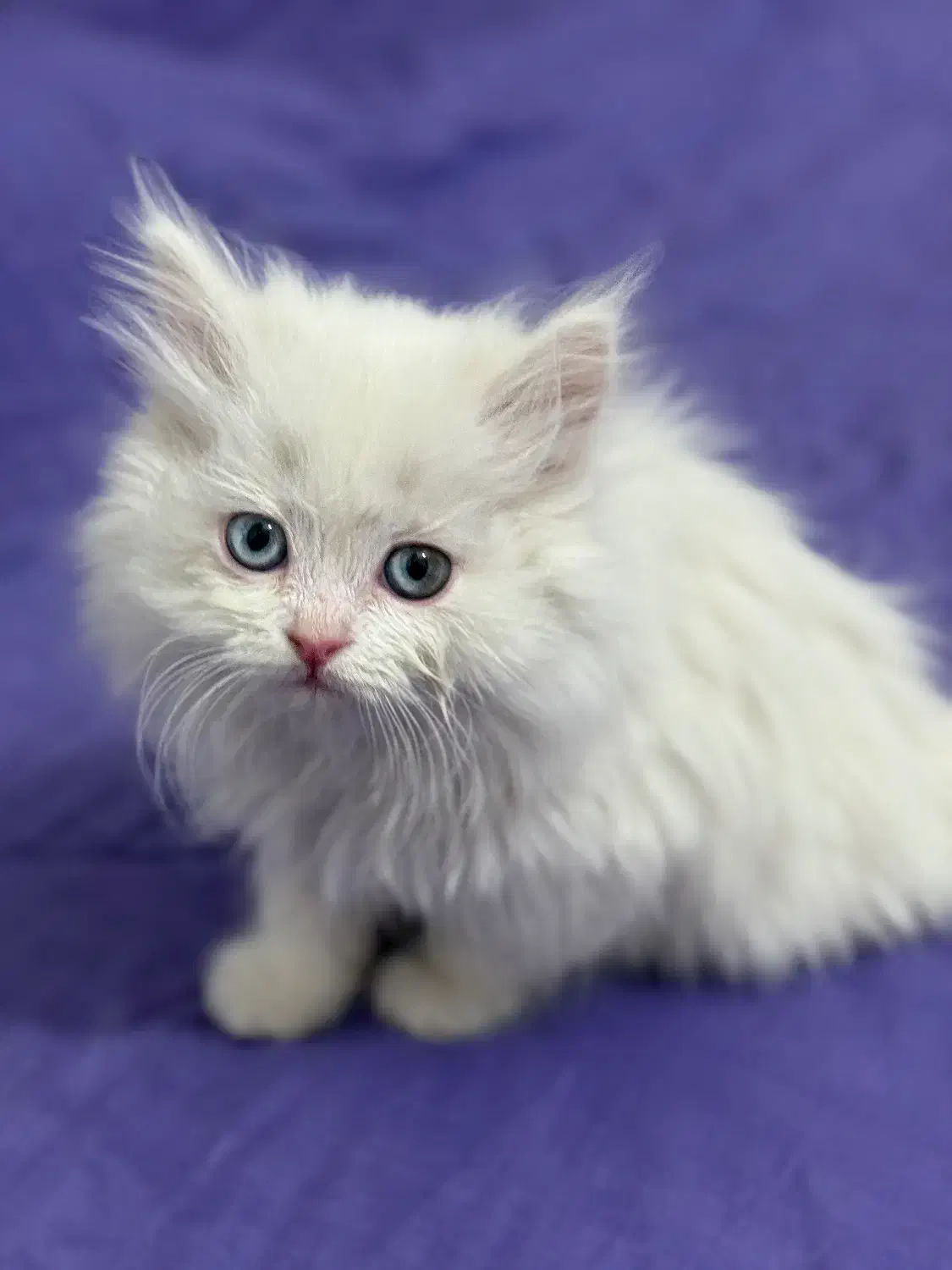 واگذاری بچه گربه ۲ ماهه|گربه|ارومیه, |دیوار