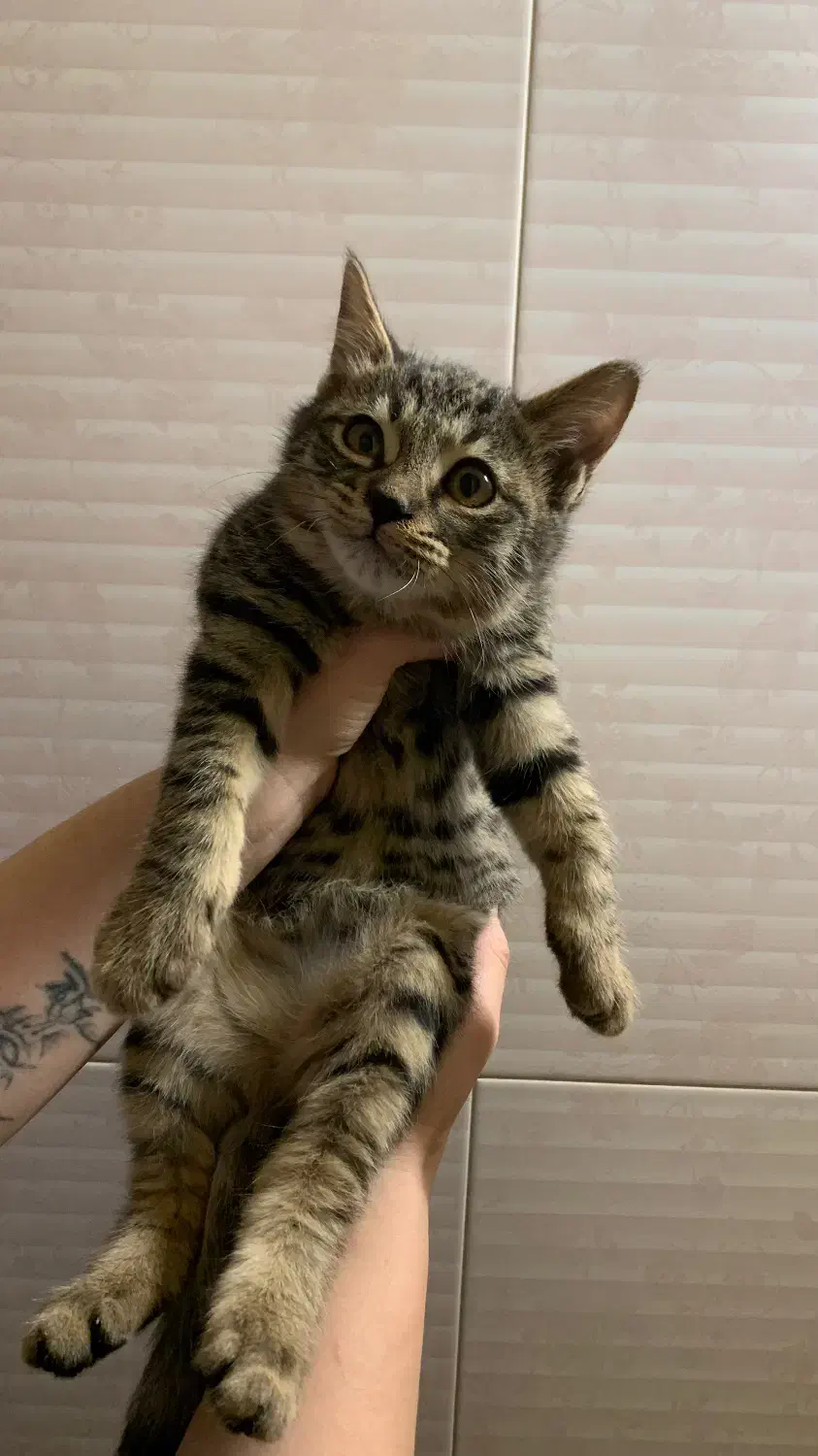 واگذاری رایگان گربه با تعهد|گربه|تهران, بهار|دیوار