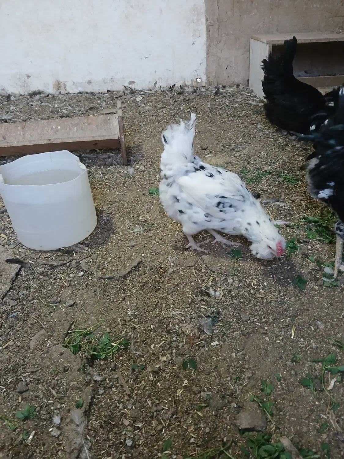 مرغ گلین|حیوانات مزرعه|قم, کاسه گران|دیوار