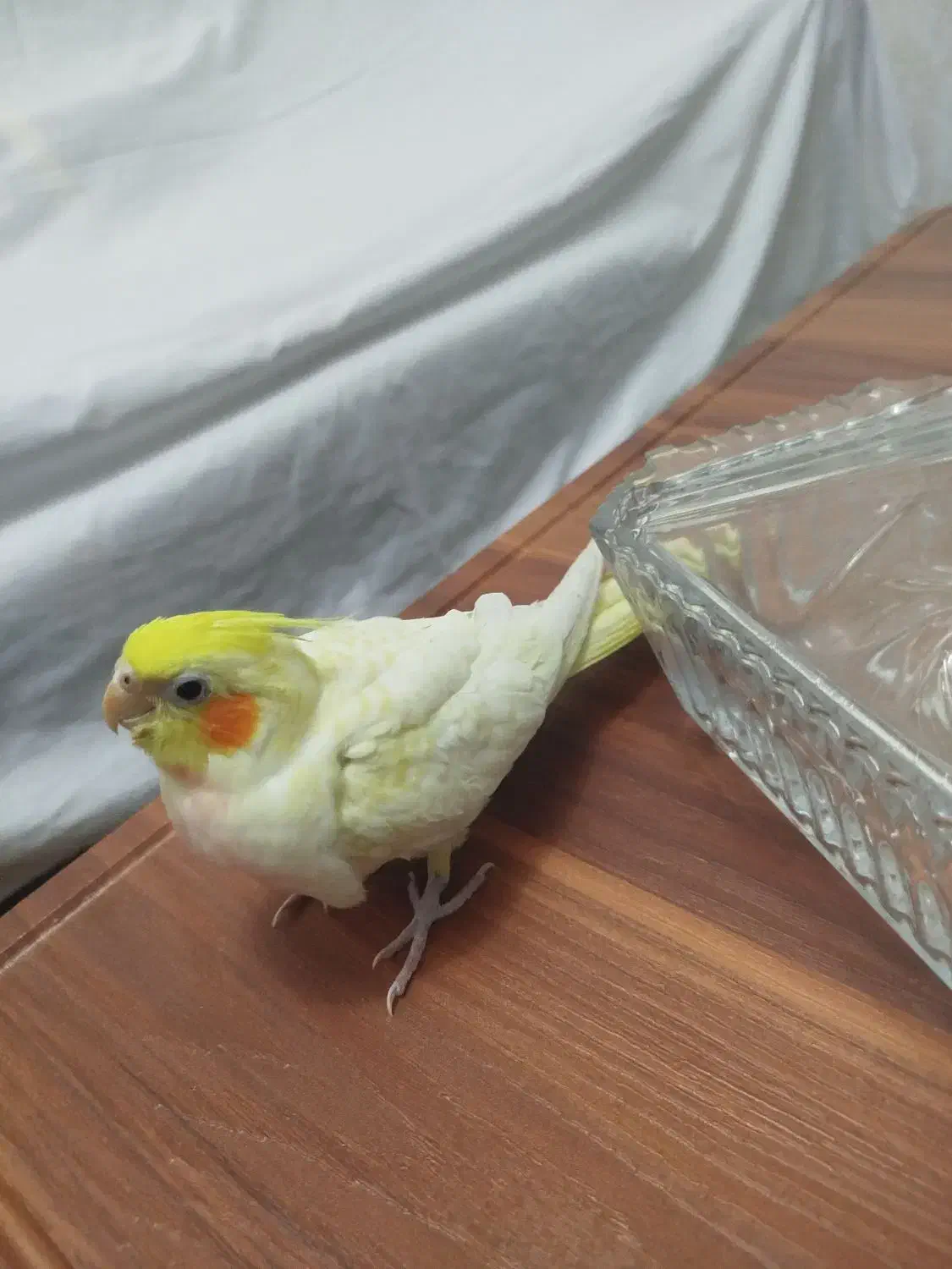 جوجه عروس هلندی بسیار کشیده و زعفرانی|پرنده|یزد, |دیوار