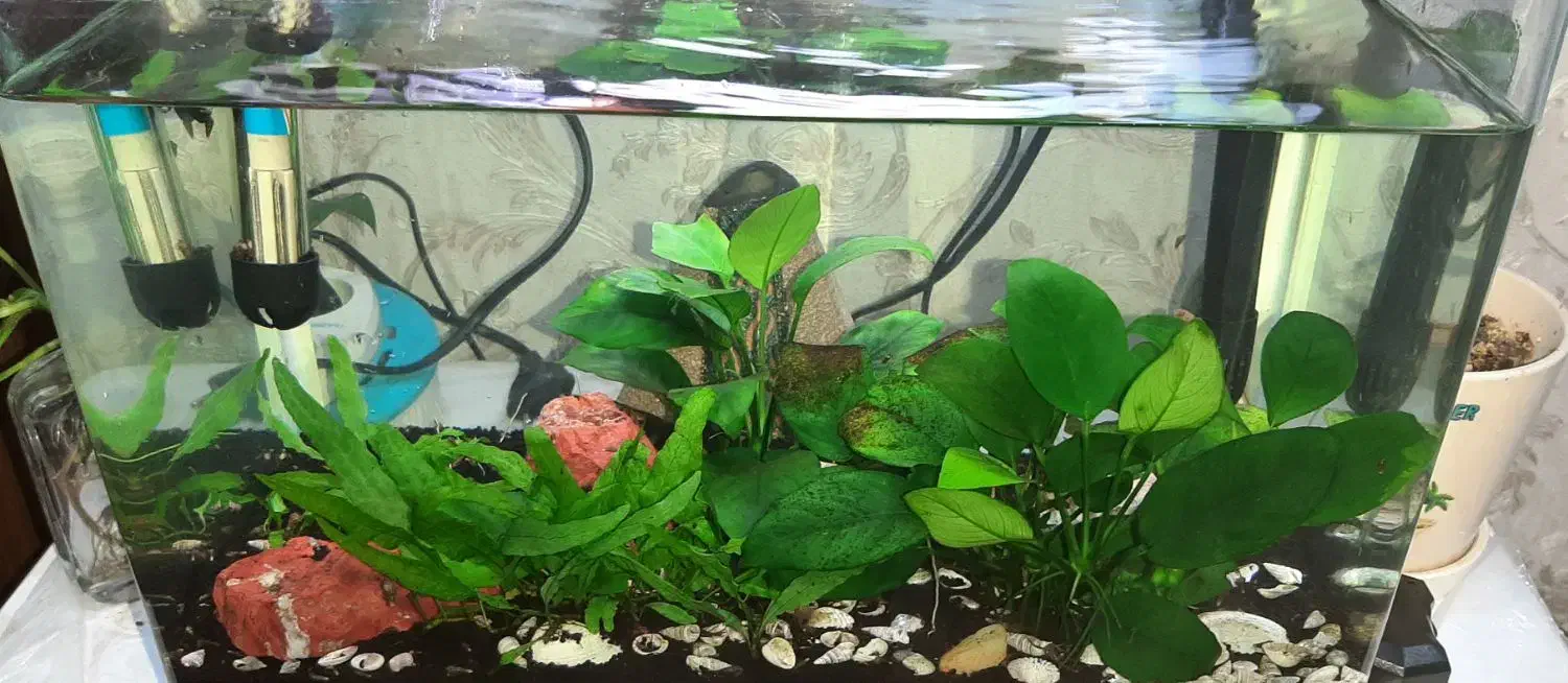 آکواریوم ماهیران|ماهی|اهواز, زیباشهر|دیوار