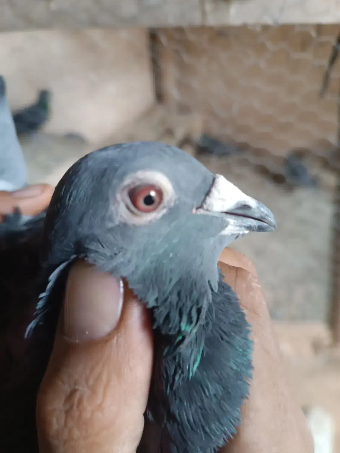 کبوتر پلاکی|پرنده|چگنی, |دیوار