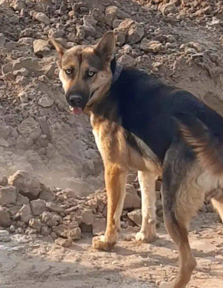 سگ  ژرمن  ماده|سگ|اهواز, اسلام آباد غربی|دیوار