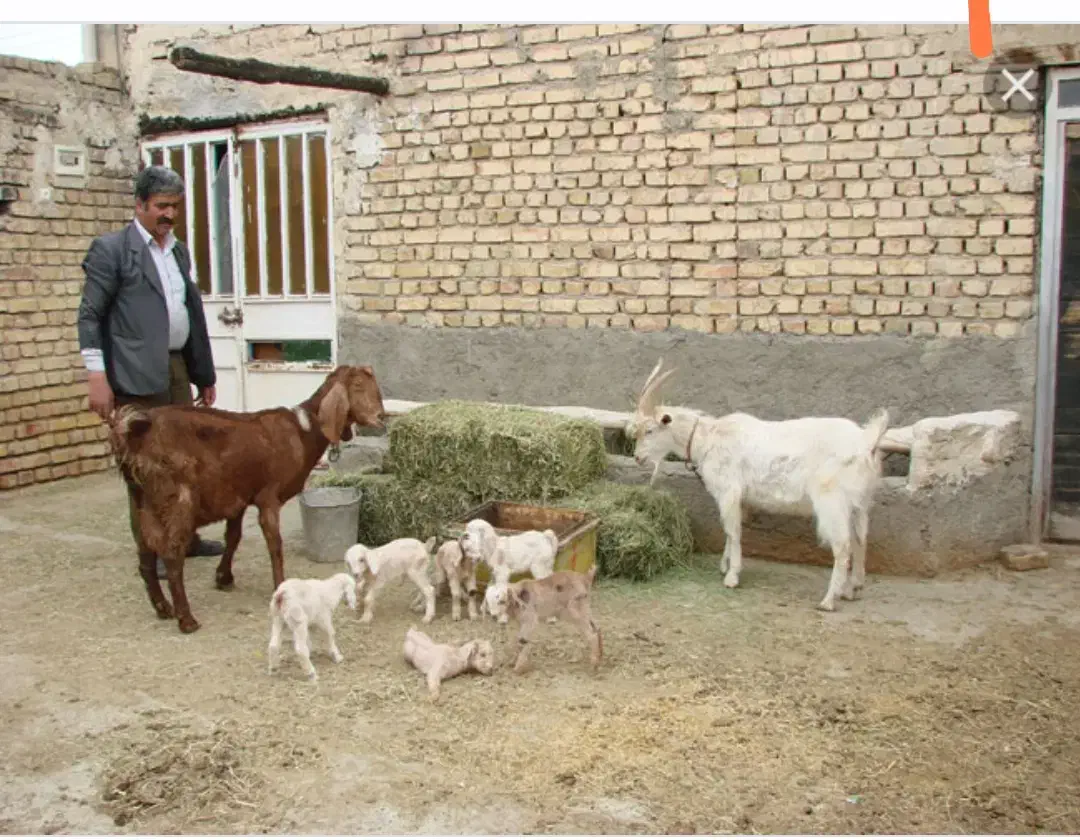 بزهای آبستن از نربز فرانسوی اصل شیری نربزکاموری|حیوانات مزرعه|گنبد کاووس, |دیوار