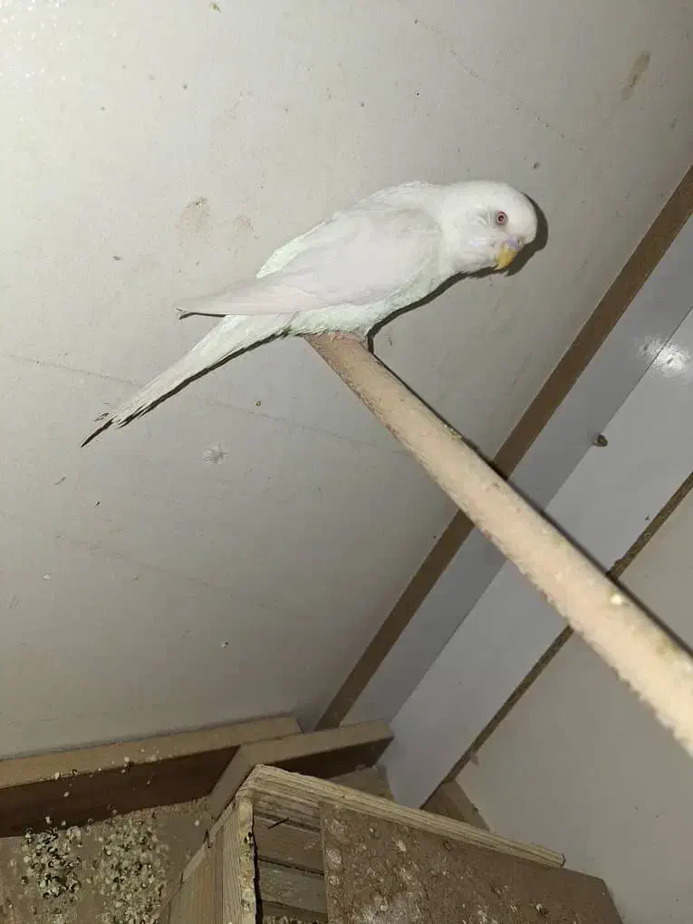 مرغ عشق|پرنده|شیراز, شیشهگری|دیوار