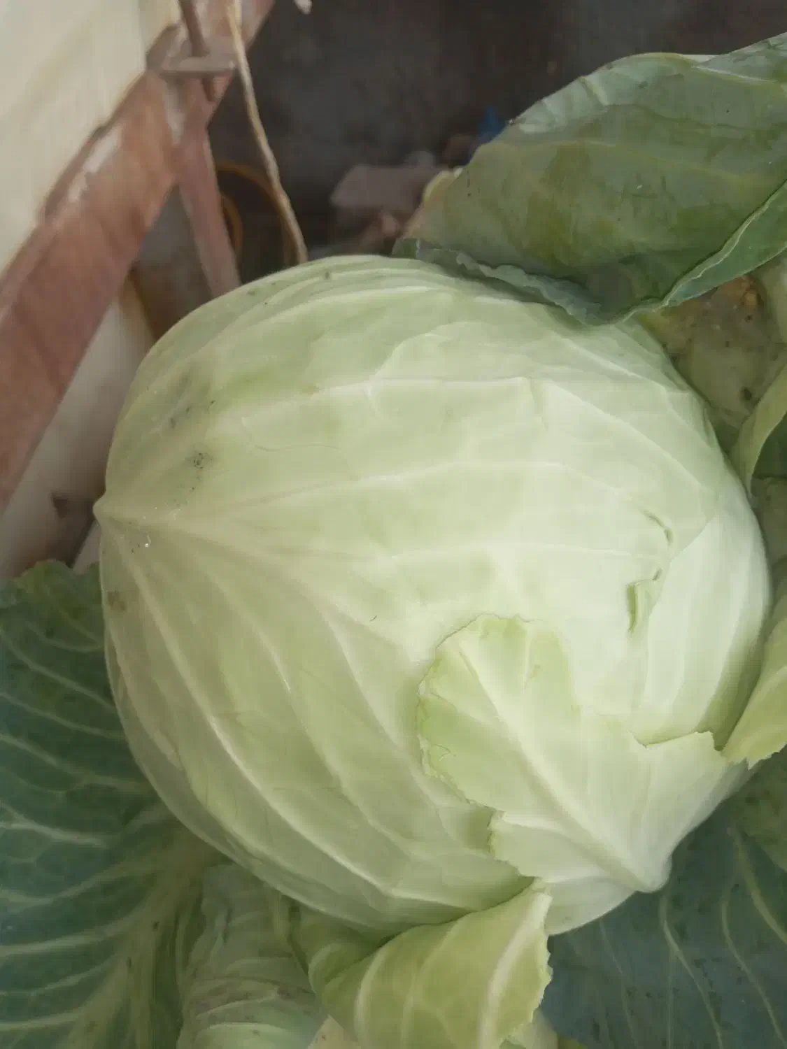 کلم هرکی خواست درخدمتیم|گل و گیاه طبیعی|سراب, |دیوار