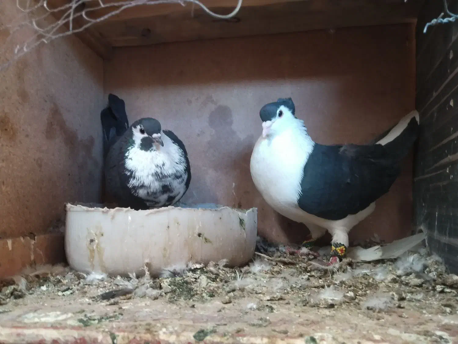 ساده کاکول نره ریش ماده|پرنده|کورین, |دیوار