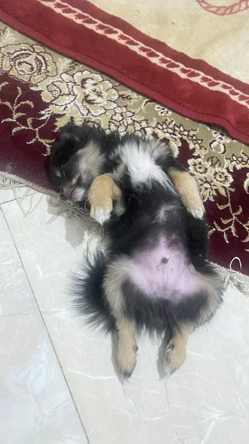 سگ پامرین|سگ|مشهد, هفت تیر (نه دره)|دیوار