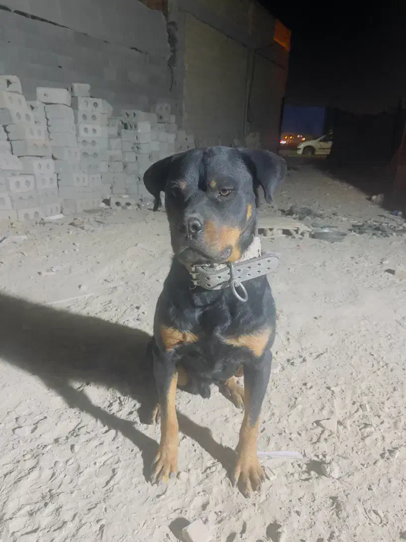 روتوایلر اصل|سگ|فولادشهر, B4|دیوار