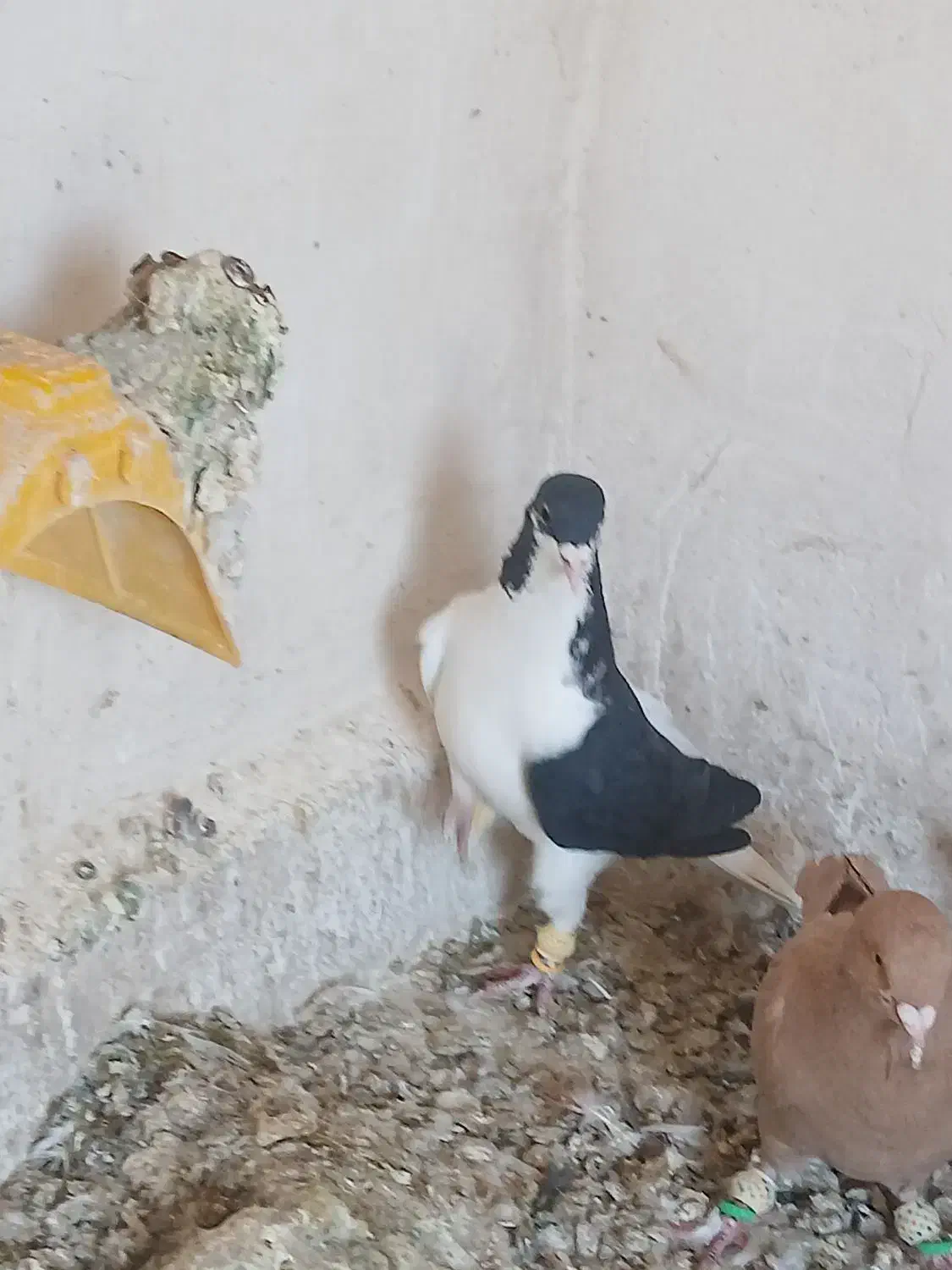 سه تا پرنده تک خال|پرنده|دشتابی, |دیوار