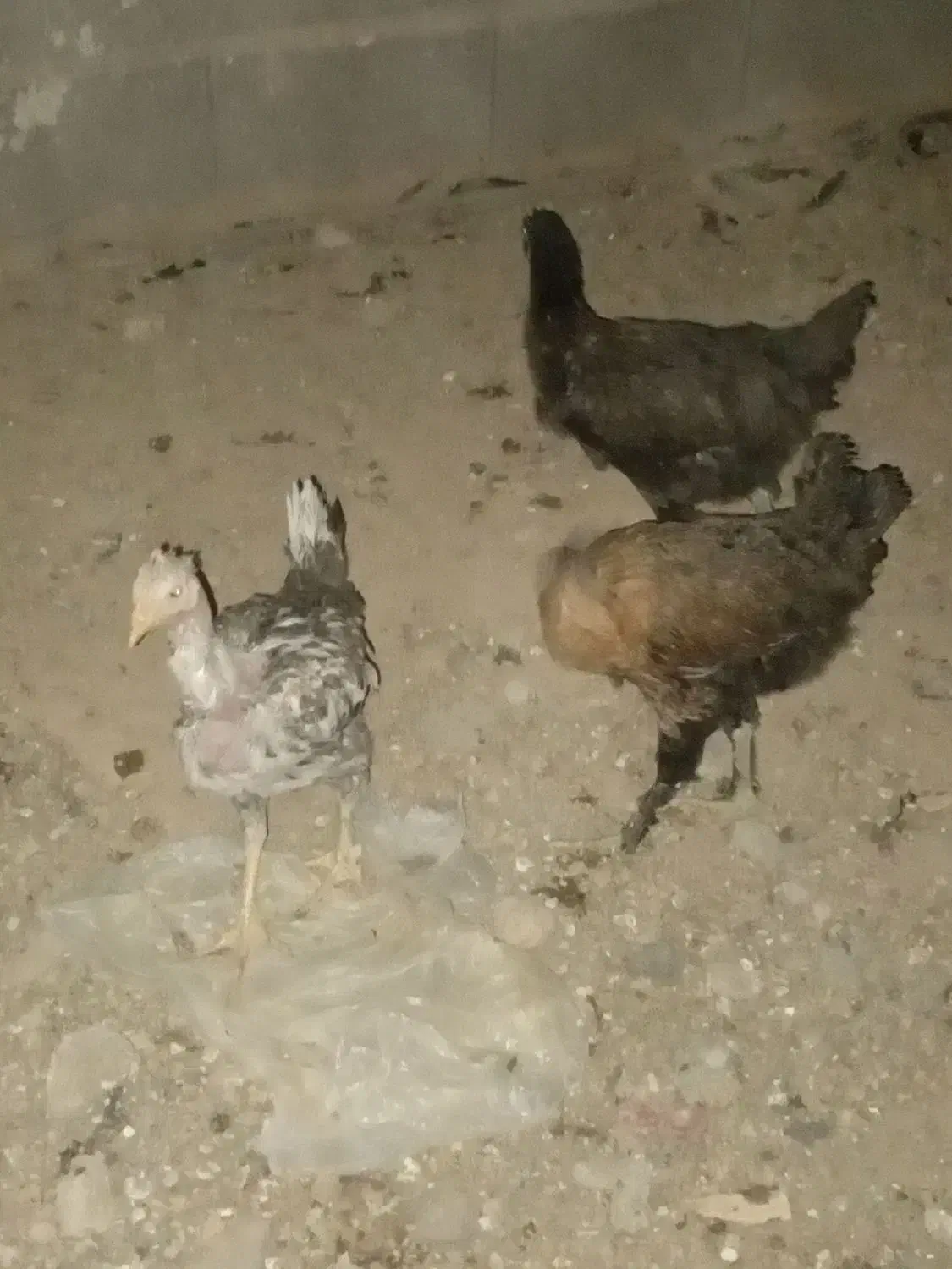 باریک وخروس محلی|حیوانات مزرعه|دهدشت, |دیوار