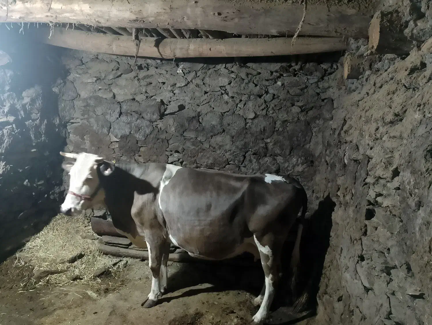 فروش گاو شیری سویسی|حیوانات مزرعه|کلاترزان, |دیوار