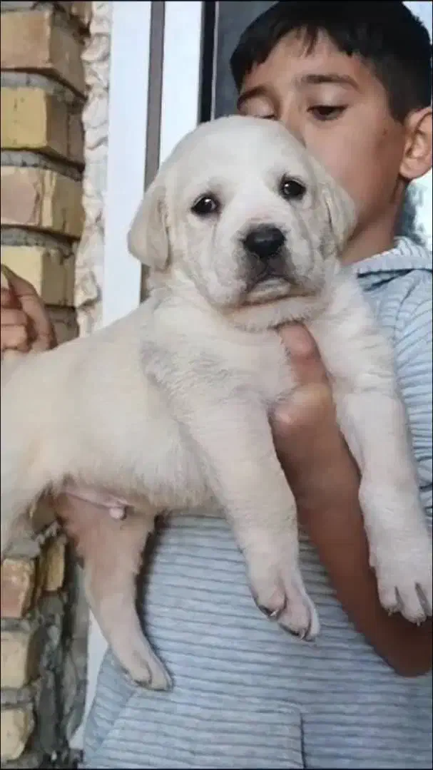 سگ الابای نژاد روس|سگ|اصفهان, نقش جهان|دیوار