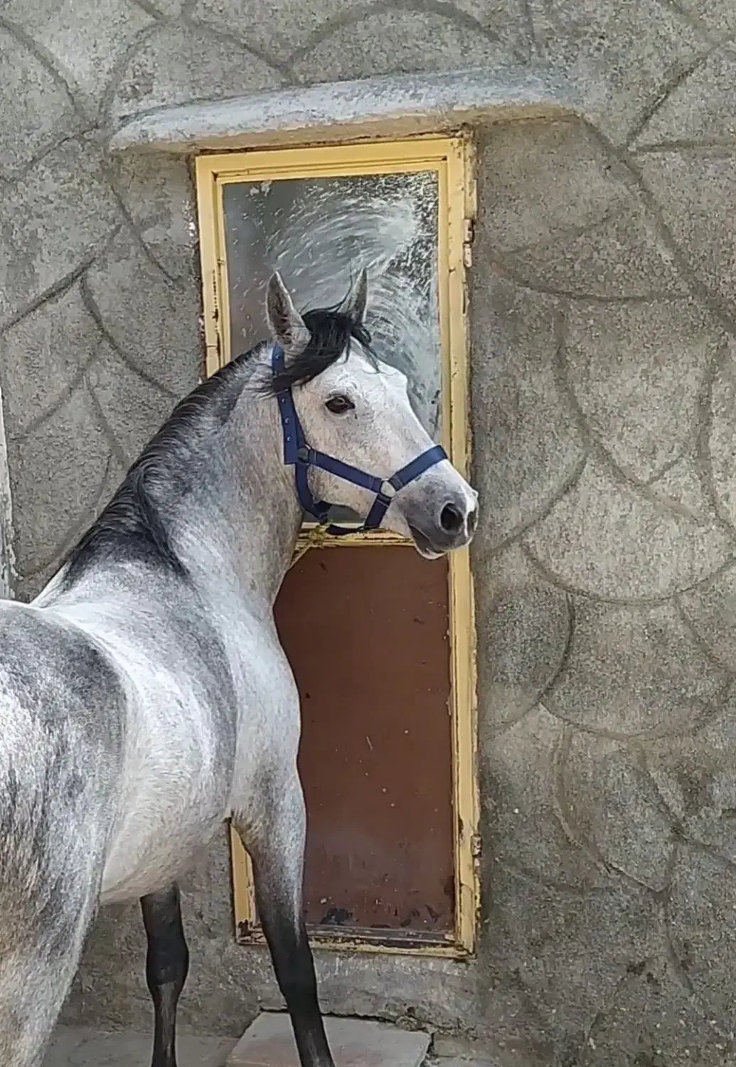 اسب نریان سیلمی|اسب و تجهیزات اسبسواری|ارومیه, |دیوار