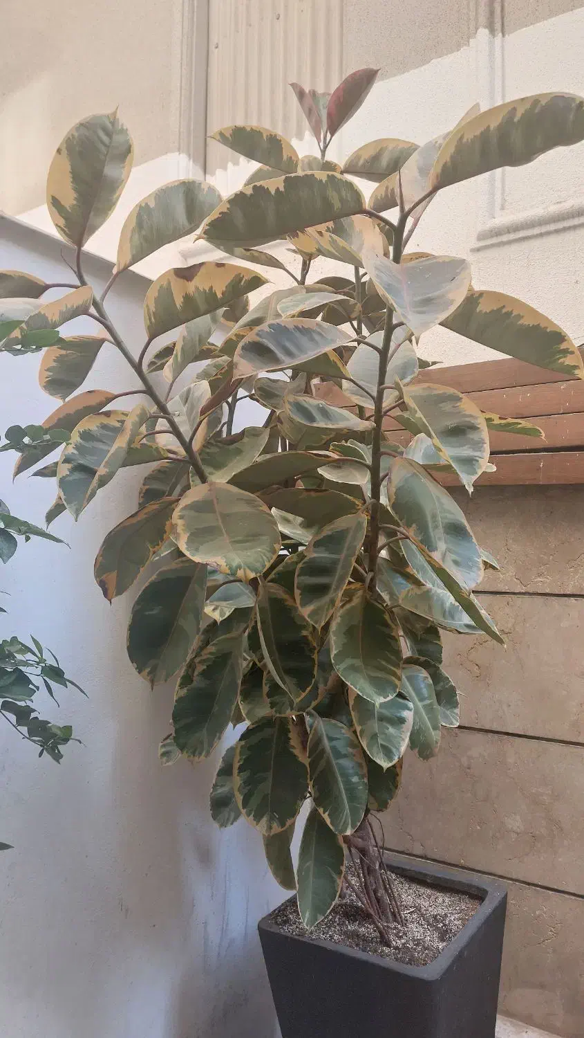 گل خونگی|گل و گیاه طبیعی|تهران, تجریش|دیوار
