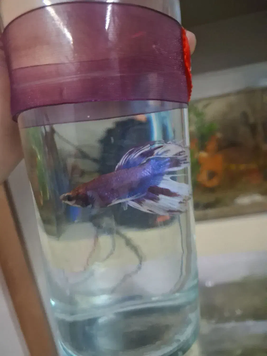 یک جفت فایتر عالی|ماهی|مشهد, هفده شهریور|دیوار