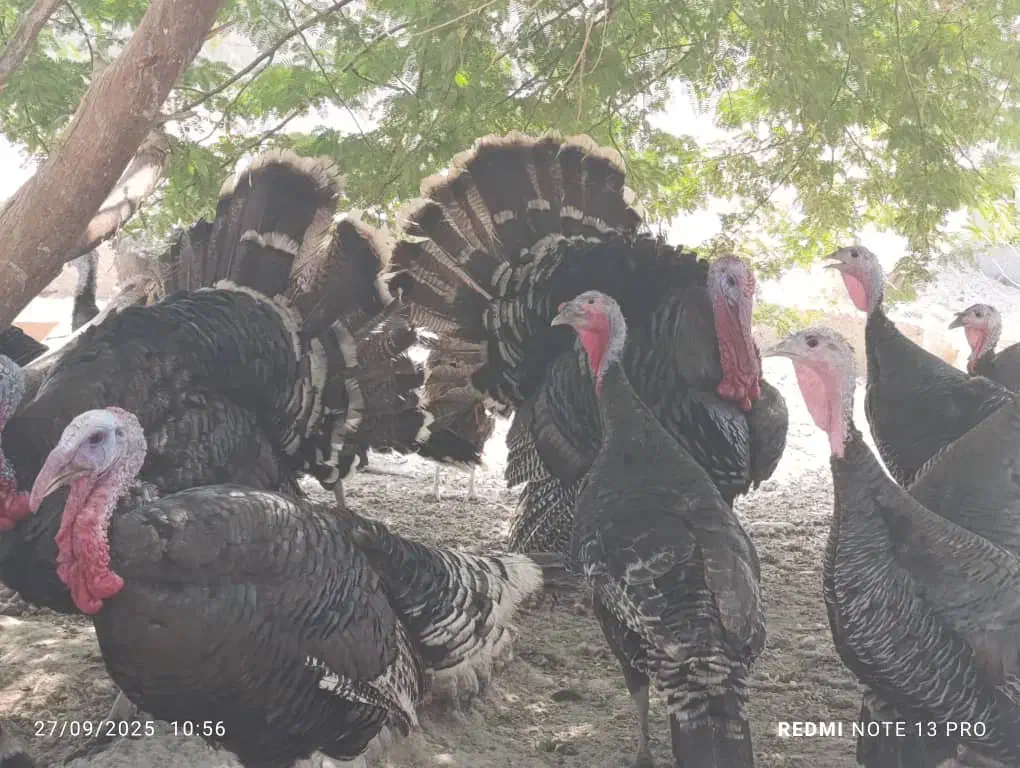 تخم بوقلمون نطفه دار|حیوانات مزرعه|آبپخش, |دیوار