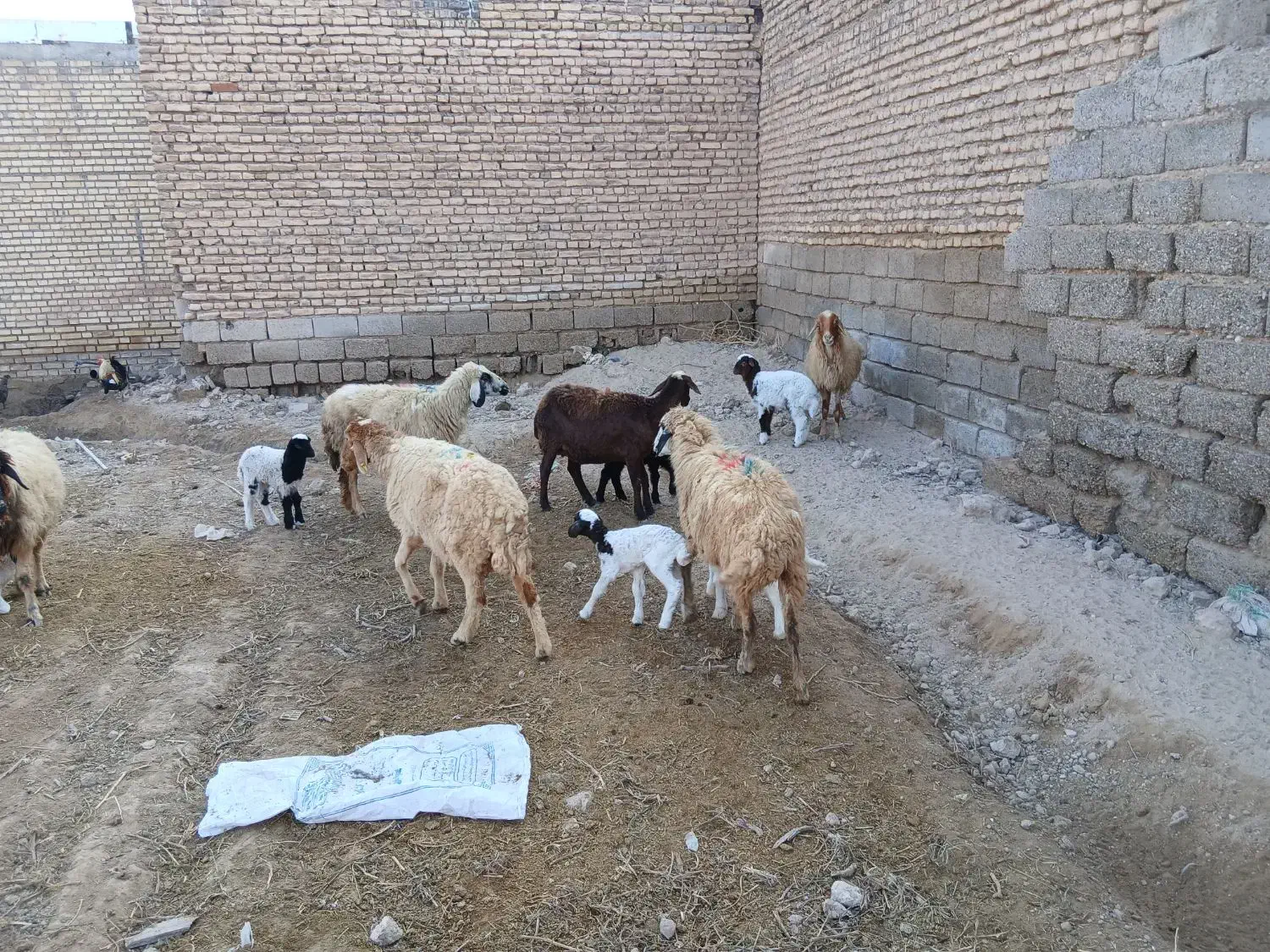 بره نر و ماده گوسفند بز|حیوانات مزرعه|شوش, |دیوار