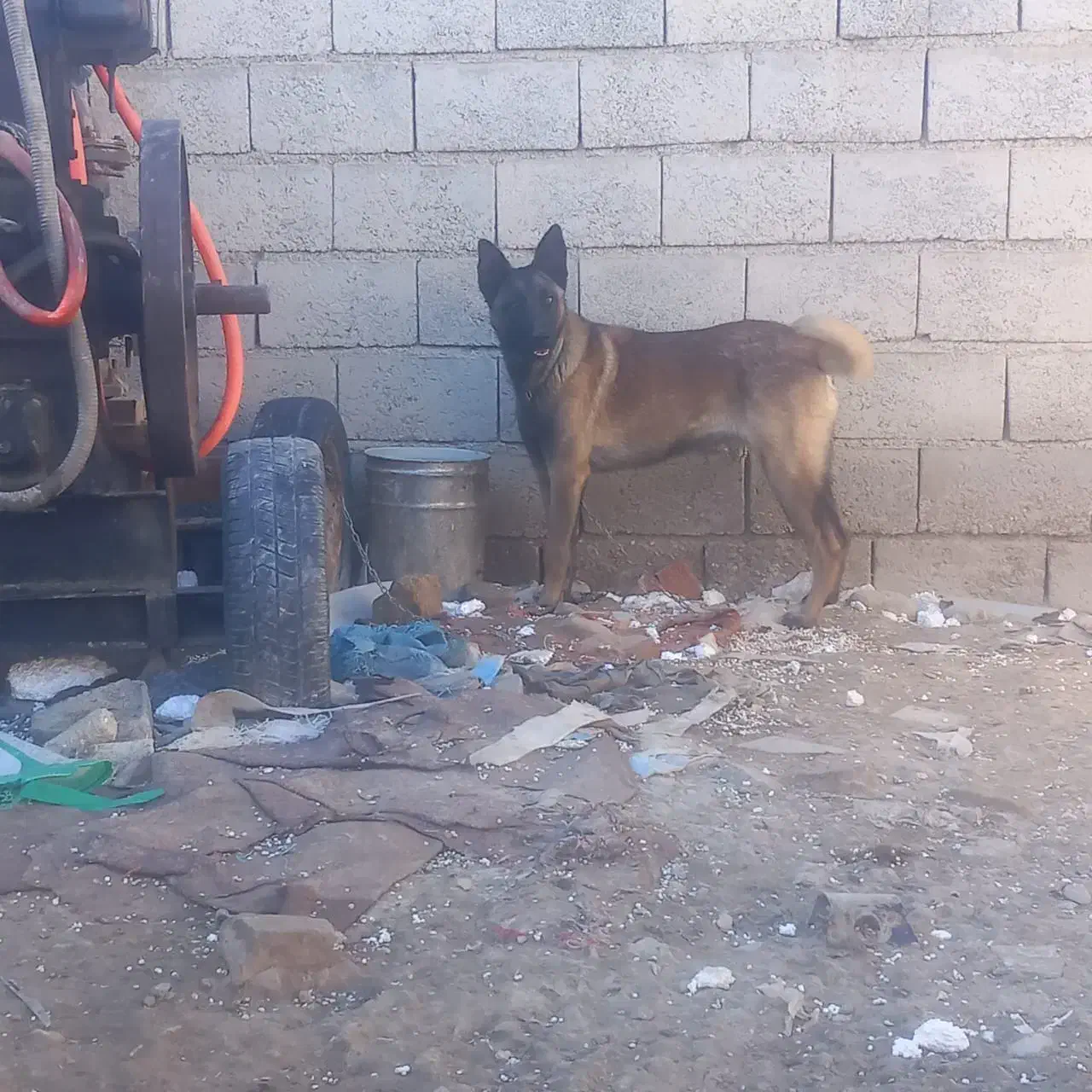 سگ مالینویز|سگ|کربال, |دیوار