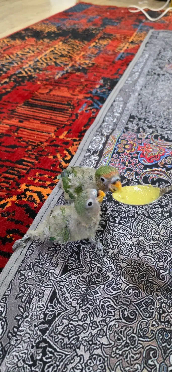 جوجه برزیلی|پرنده|اهواز, زیتون کارمندی|دیوار