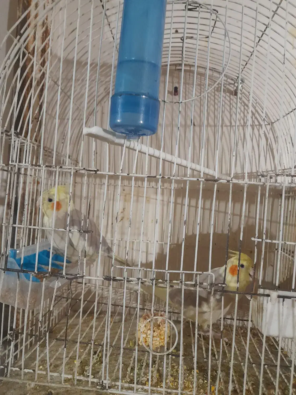 پرنده عروس هلندی مولد جوجه فنچ نرگسی|پرنده|تهران, شکوفه (عبدل آباد)|دیوار