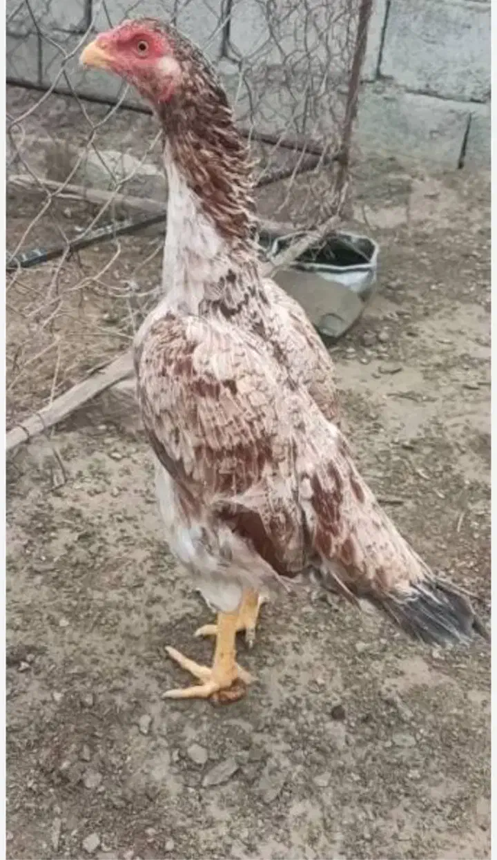 ماده مرغ خ ر ی|حیوانات مزرعه|ایرانشهر, |دیوار