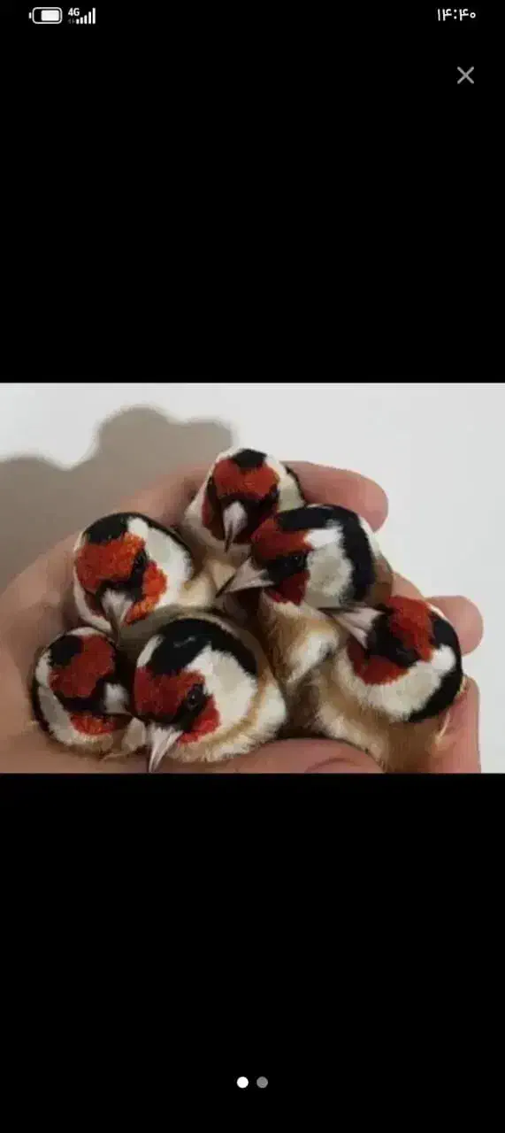 سهره|پرنده|شیراز, ارم|دیوار