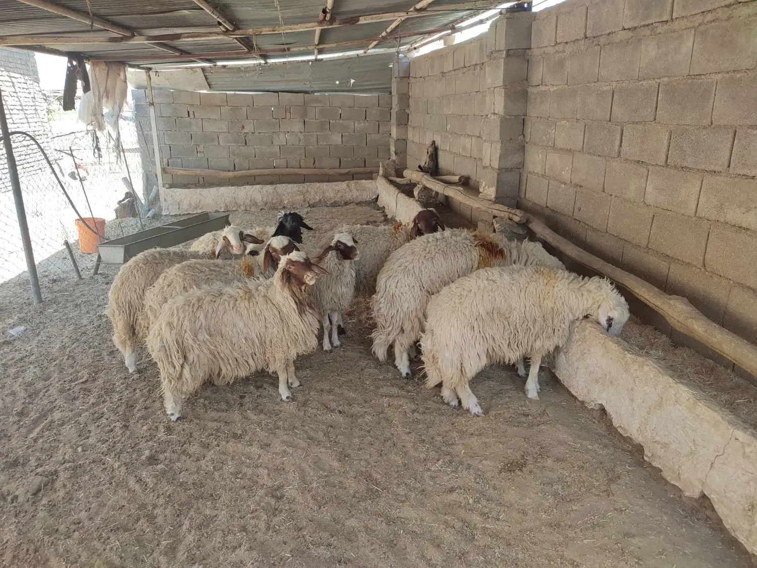 فروش فوری 6عدد کاور درجه یک|حیوانات مزرعه|دره شهر, |دیوار