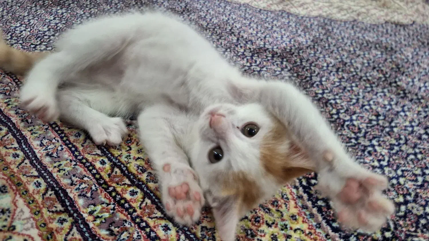 گربه|گربه|اردبیل, |دیوار