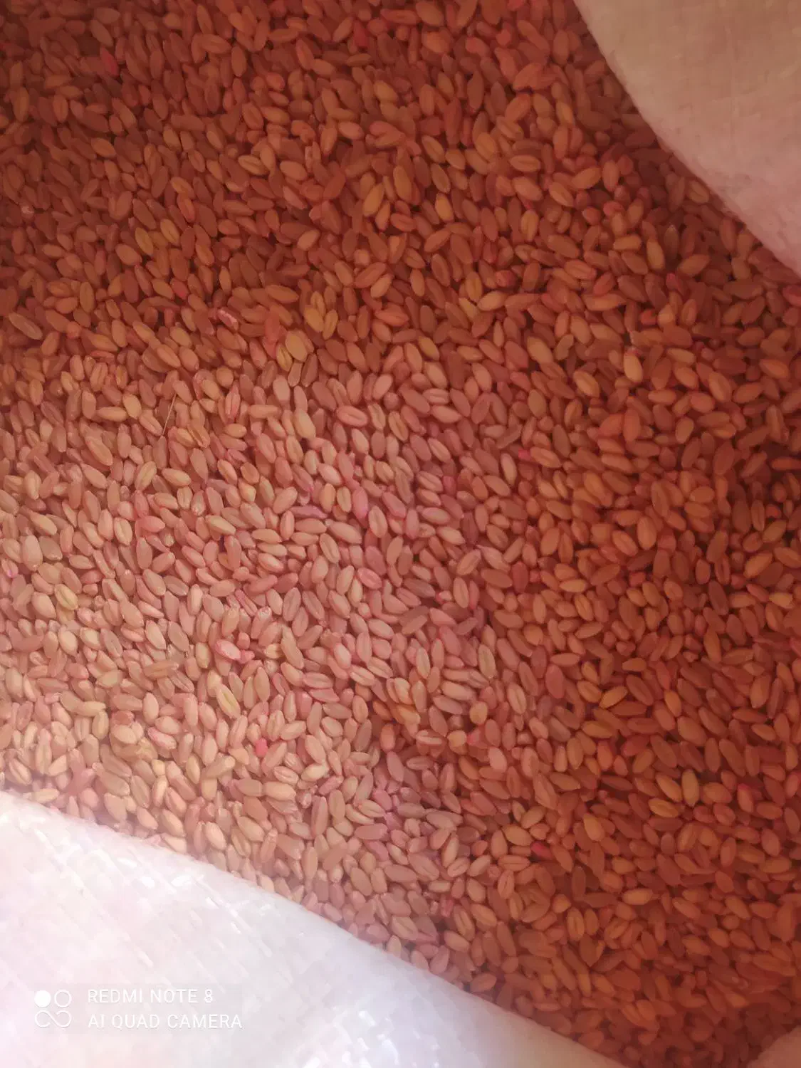 گندم بذر دیم پرآو|خدمات باغبانی و درختکاری|جوانرود, |دیوار