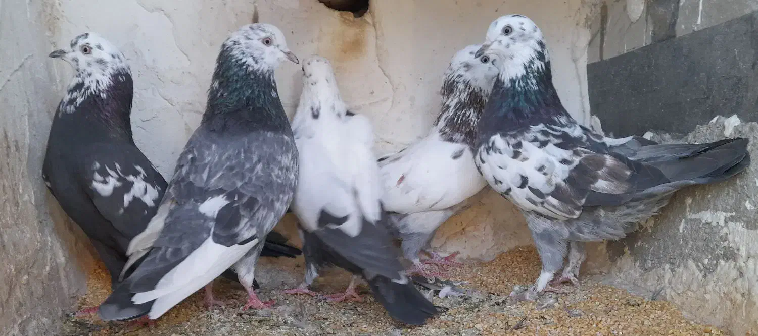 کبوتر پرشی|پرنده|دیواندره, |دیوار