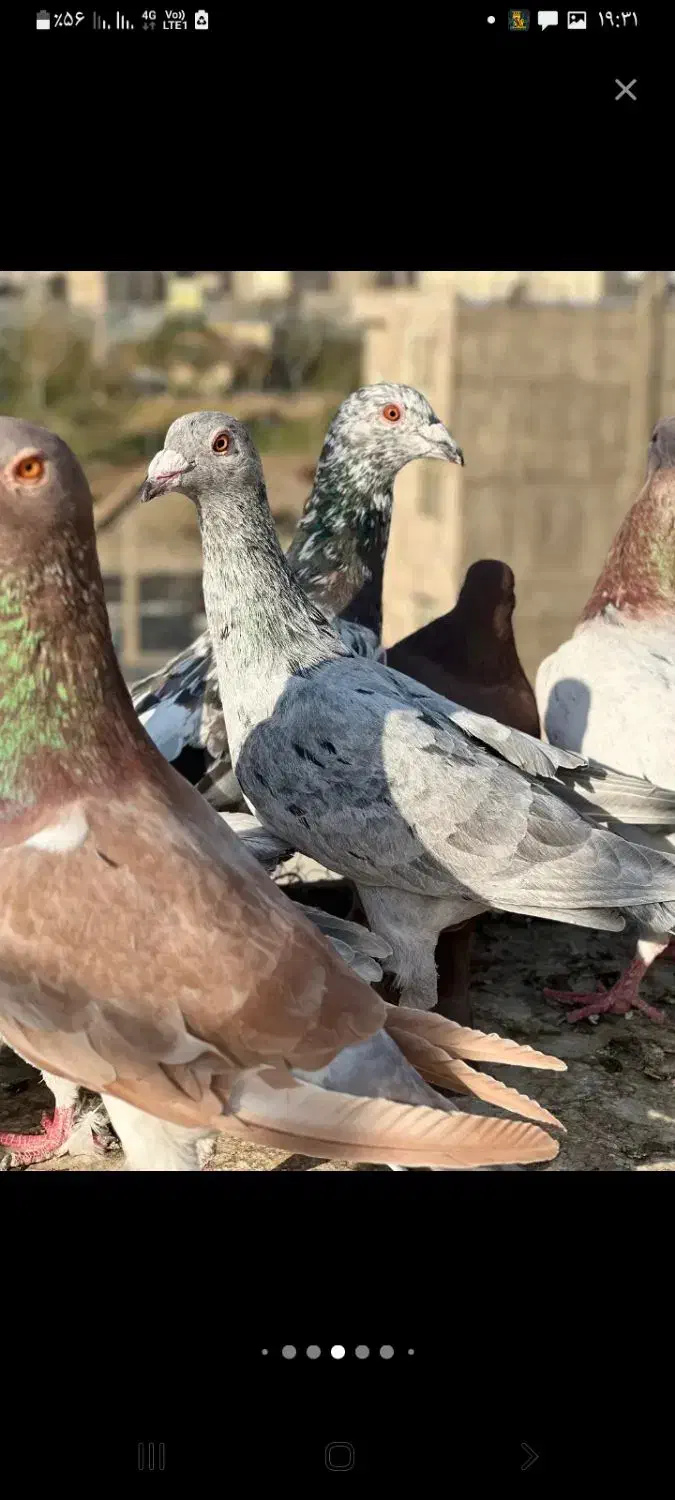 جوجه کبوترسار سرور شهرستانی گمشده|پرنده|تهران, هفده شهریور|دیوار