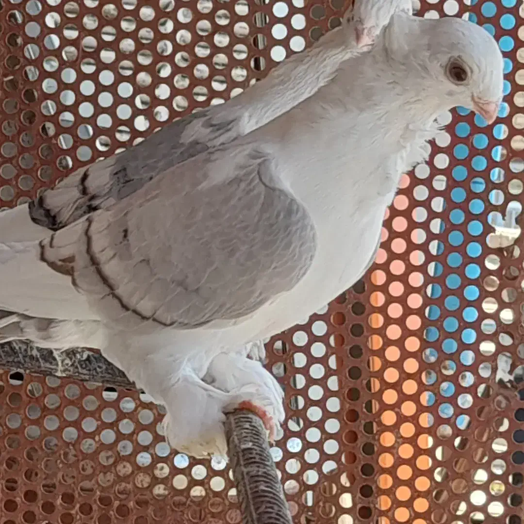 بلژیکی،پروانه ای|پرنده|شبستر, |دیوار