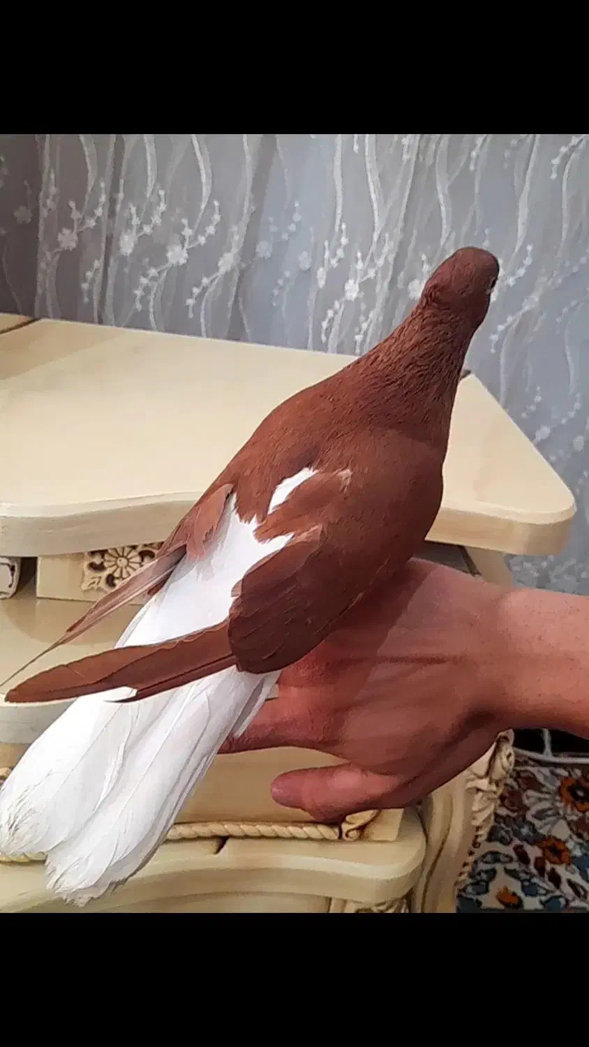 سرخ دم سفید کلکسیونی|پرنده|اهواز, امانیه|دیوار