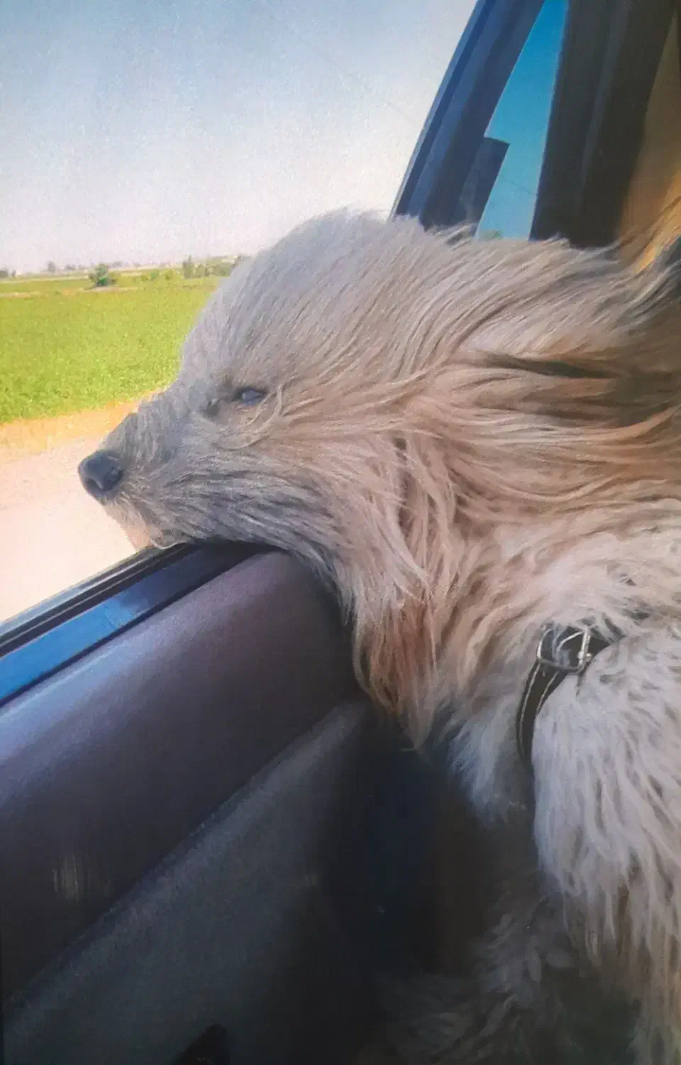 سگ شیتزو|سگ|اردبیل, |دیوار