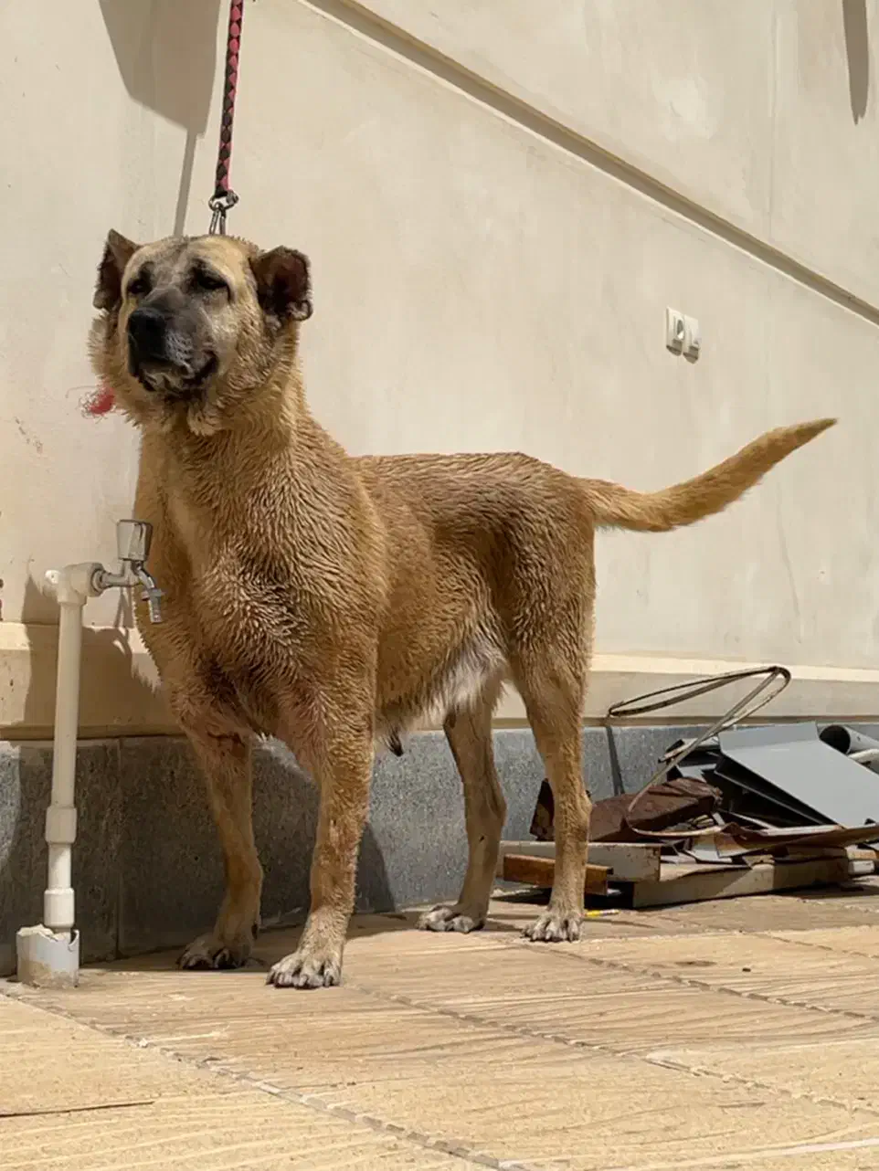 ماده سرابی درجه یک|سگ|اردبیل, |دیوار