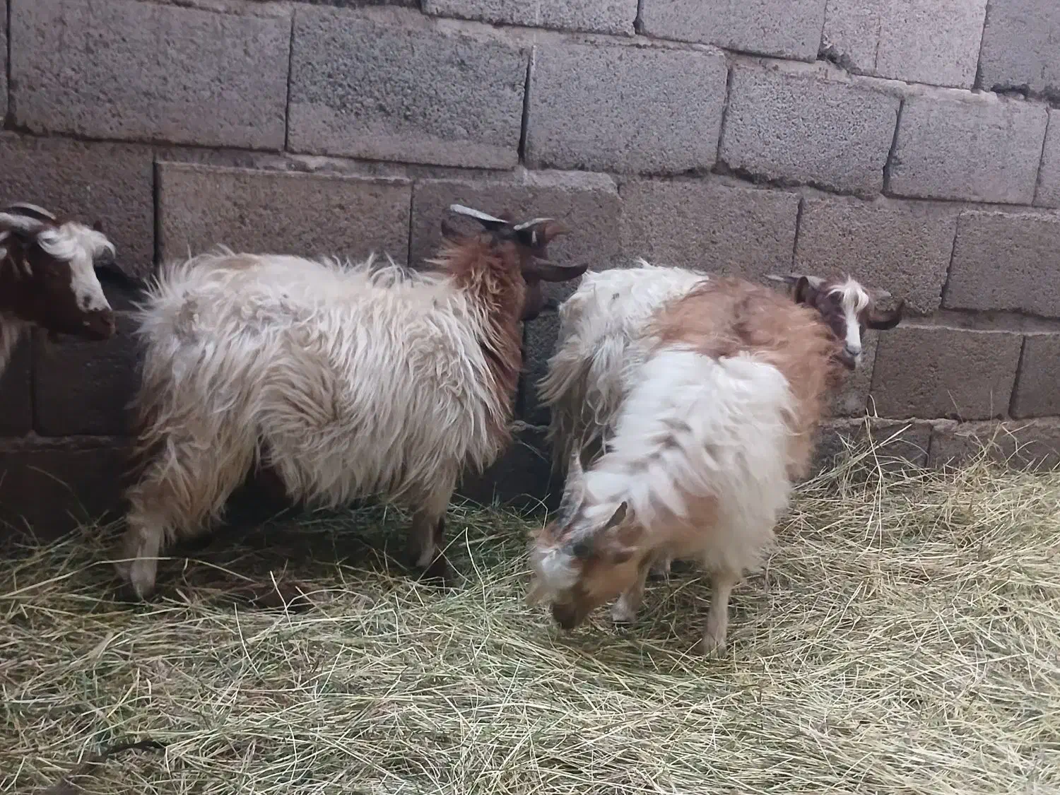 کره فروشی نر|حیوانات مزرعه|نرماشیر, |دیوار