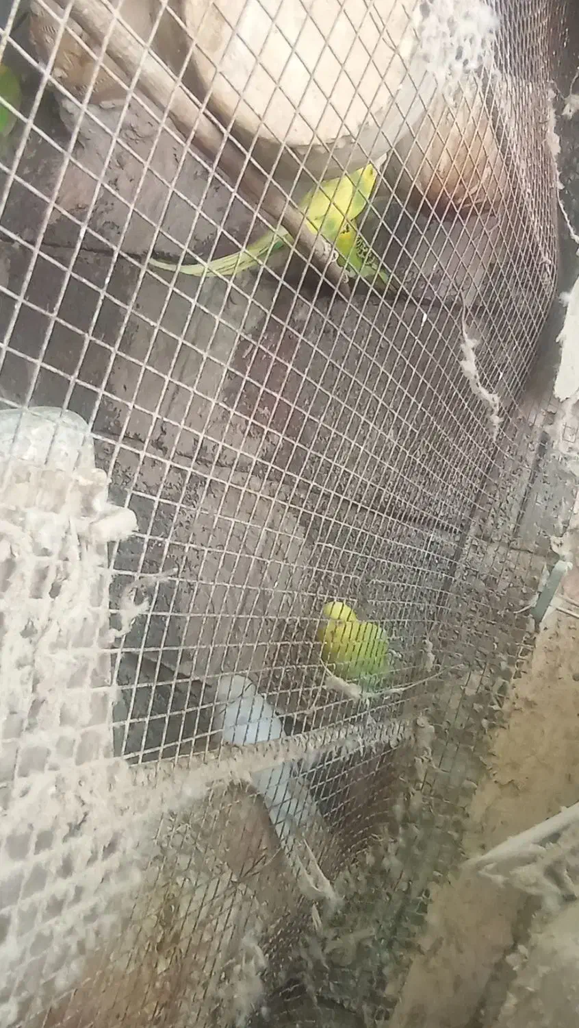 مرغ عشق|پرنده|میناب, |دیوار