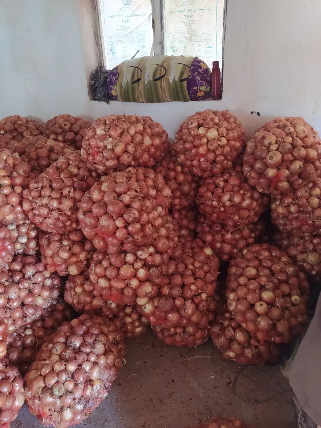 پیاز ارگانیک درجه یک زنجانرود رقم والنسیا|خوردنی و آشامیدنی|زنجانرود, |دیوار