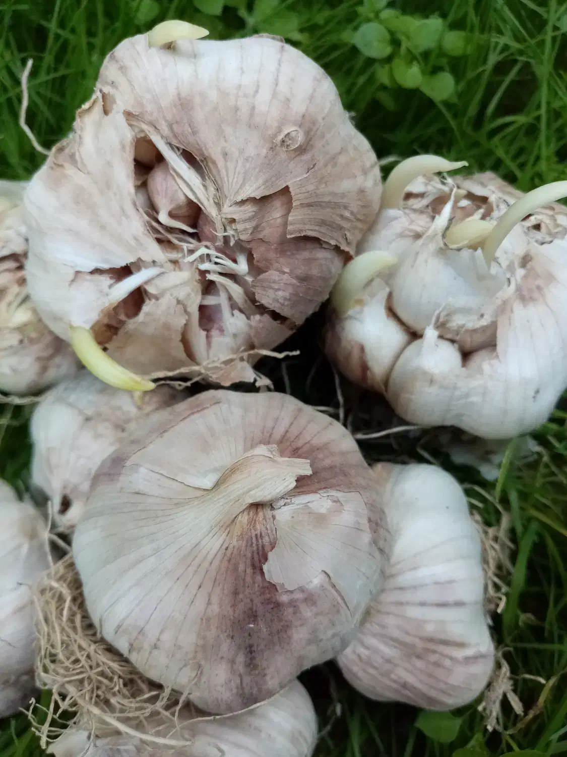 سیر|گل و گیاه طبیعی|گرگان, |دیوار