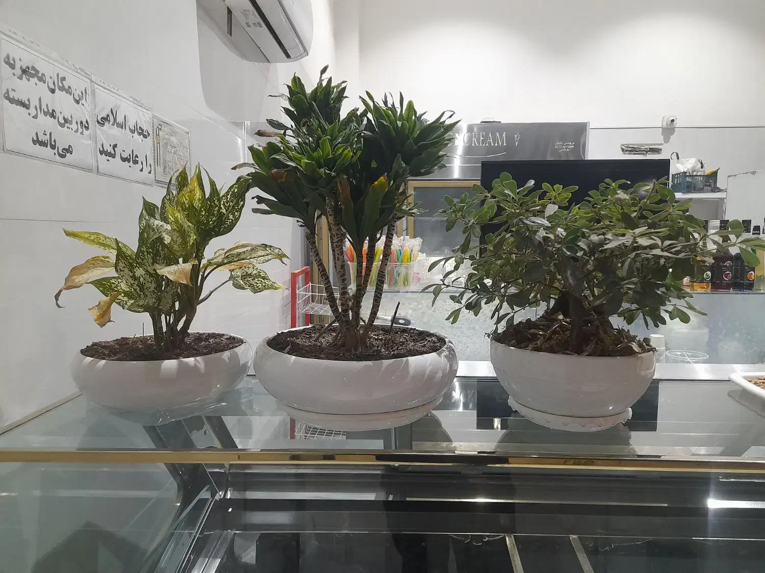 گل وگیاه|گل و گیاه طبیعی|کرج, ساماندهی|دیوار