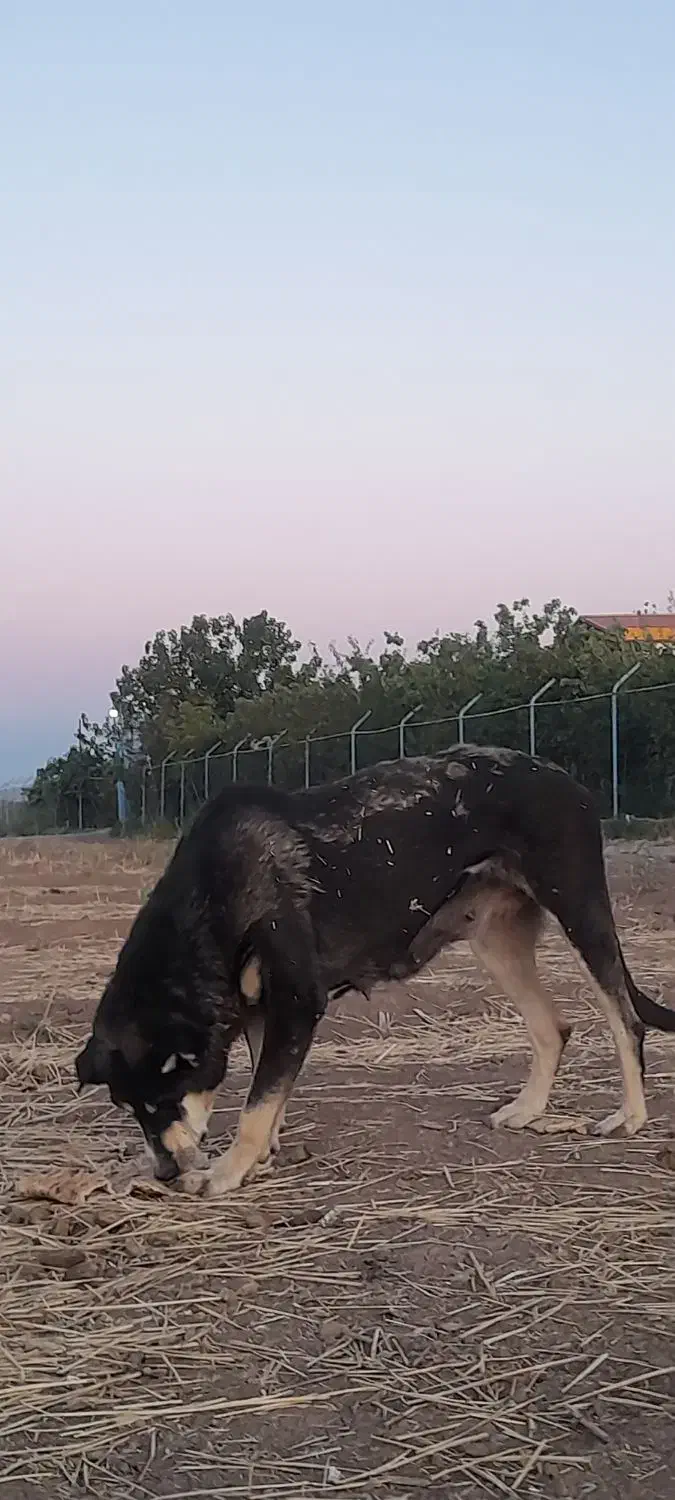 واگزاری ماده عراقی|سگ|مرند, |دیوار