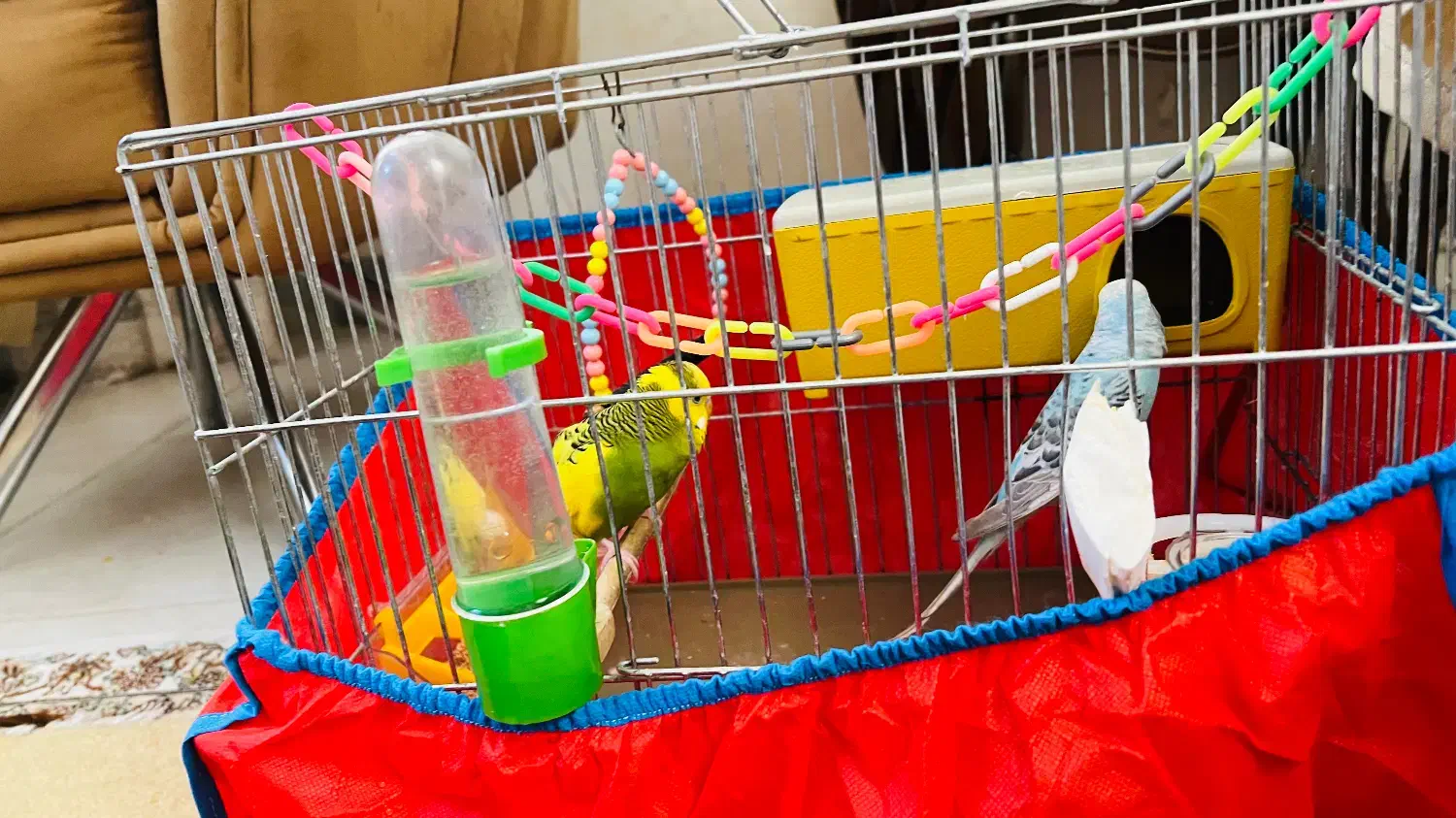 مرغ عشق|پرنده|ایلام, |دیوار